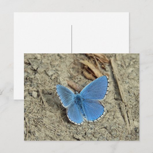 blauwe vlinderfoto briefkaart (Voorkant / Achterkant)