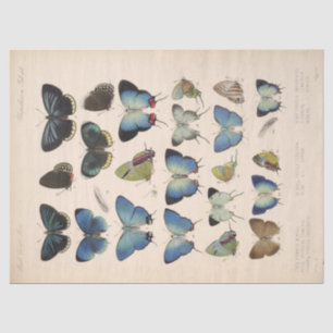 blauwe vlinders Ephemera ontkoppeling Blauwgroen Tissuepapier