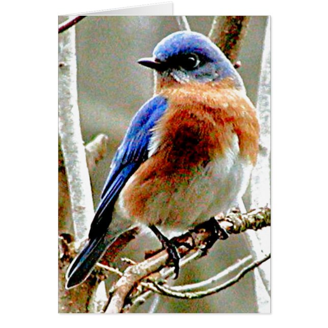 Blauwe vogel (Voorkant)