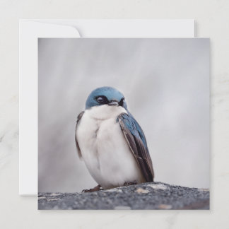 Blauwe Vogel