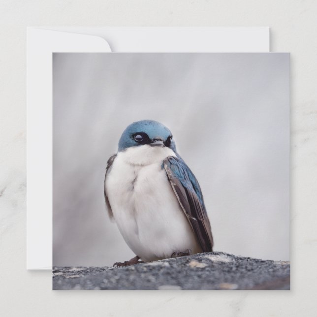 Blauwe Vogel (Voorkant)