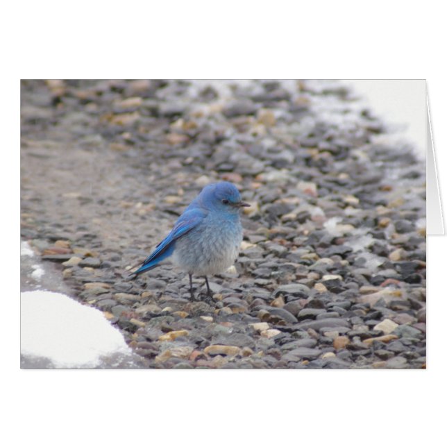 Blauwe vogel (Voorkant Horizontaal)