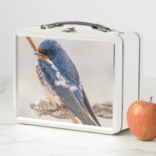Blauwe Vogel, Boerenzwaluw, Canadese Fotografie