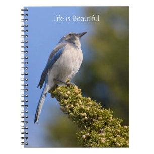 Blauwe Vogel Boomtak (mijn fotografie) Notitieboek