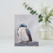 Blauwe Vogel Briefkaart (Staand voorkant)