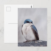 Blauwe Vogel Briefkaart (Voorkant / Achterkant)