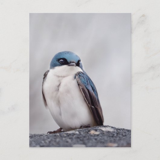 Blauwe Vogel Briefkaart (Voorkant)