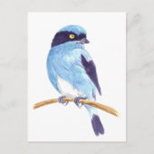 Blauwe vogel briefkaart (Voorkant)