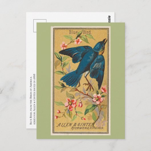 Blauwe vogel briefkaart (Voorkant / Achterkant)