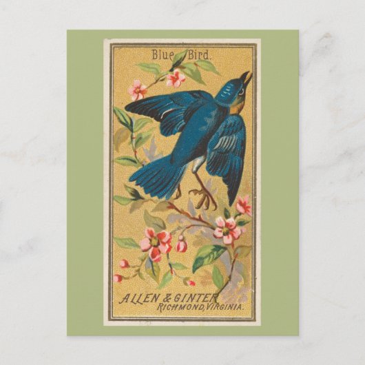 Blauwe vogel briefkaart (Voorkant)