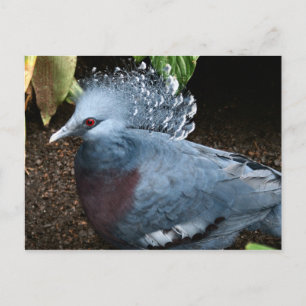 Blauwe vogel briefkaart