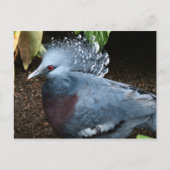 Blauwe vogel briefkaart (Voorkant)