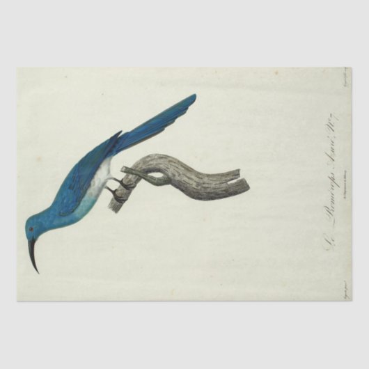Blauwe Vogel Ephemera Decoupage Frans Script Tissuepapier (Voorkant)