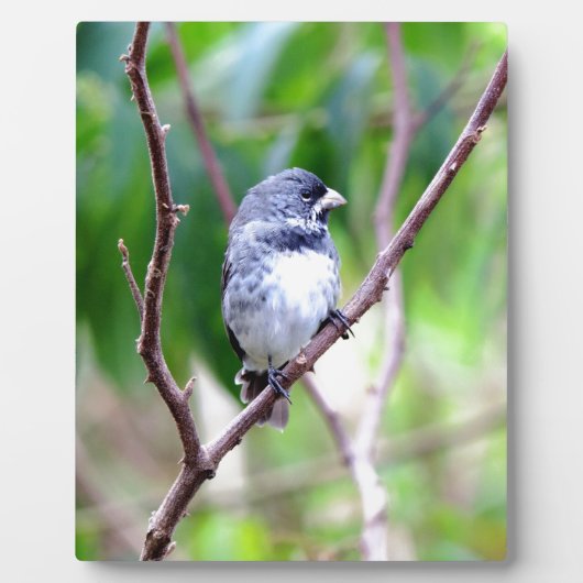 Blauwe vogel fotoplaat (Voorkant)