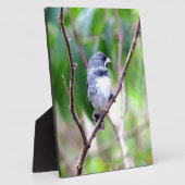 Blauwe vogel fotoplaat (Zijkant)