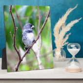 Blauwe vogel fotoplaat (Zijkant)