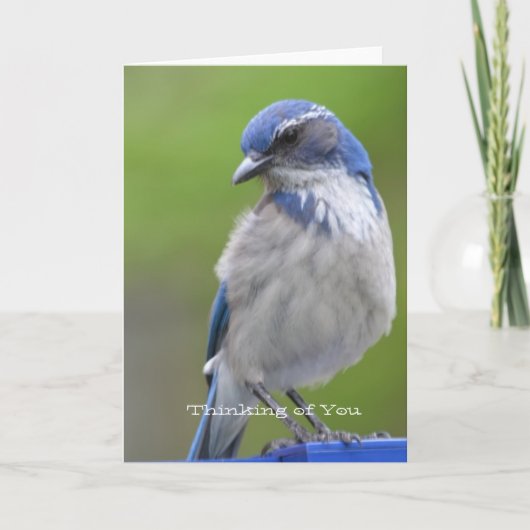 Blauwe Vogel Kaart (Voorkant)