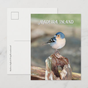 Blauwe vogel Madeira Fringilla (Fringilla maderens Briefkaart