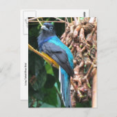 Blauwe vogel met lange kop briefkaart (Voorkant / Achterkant)