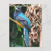 Blauwe vogel met lange kop briefkaart (Voorkant)