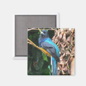 Blauwe vogel met lange kop magneet (Voorkant / Achterkant)