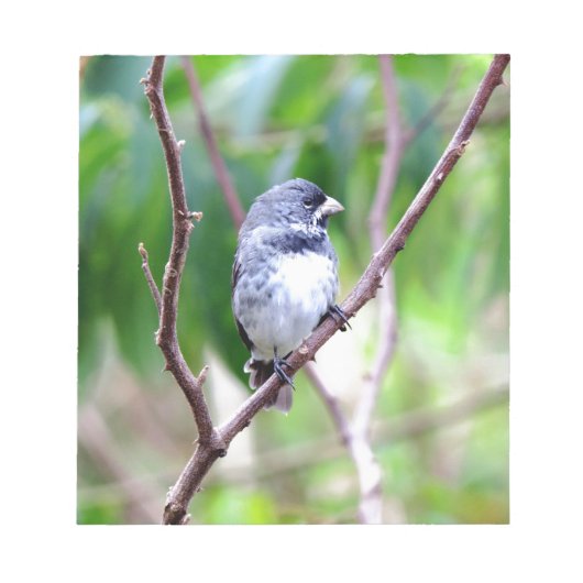 Blauwe vogel notitieblok (Voorkant)