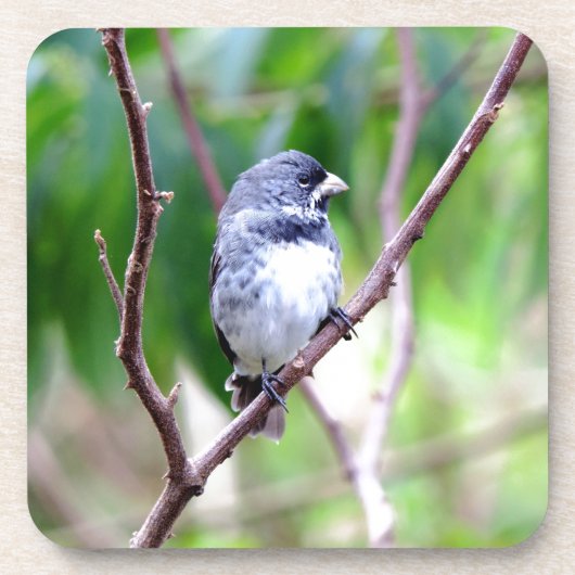Blauwe vogel onderzetter (Voorkant)