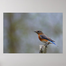 Blauwe Vogel op Paal Poster