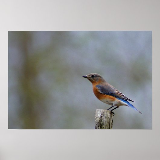 Blauwe Vogel op Paal Poster (Voorkant)