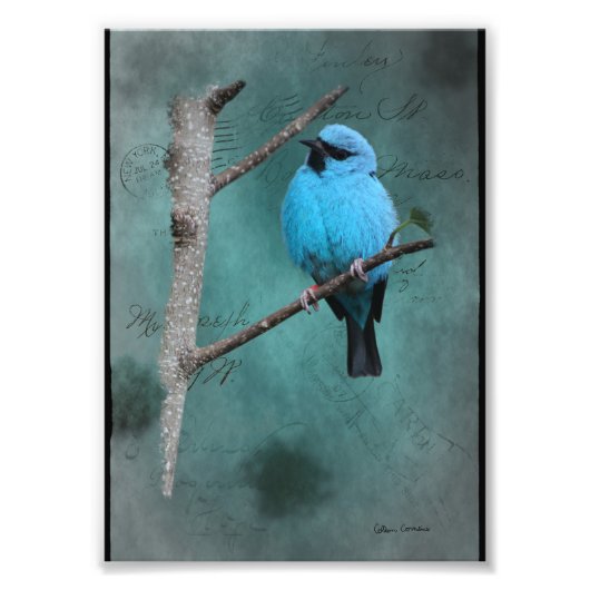 Blauwe Vogel op Tak Mixed Media Foto Afdruk (Voorkant)
