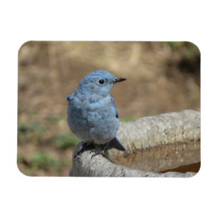 Blauwe Vogel op Vogelbadmagneet Magneet