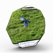 Blauwe vogel over een groen veld. fotoblokken (Links)
