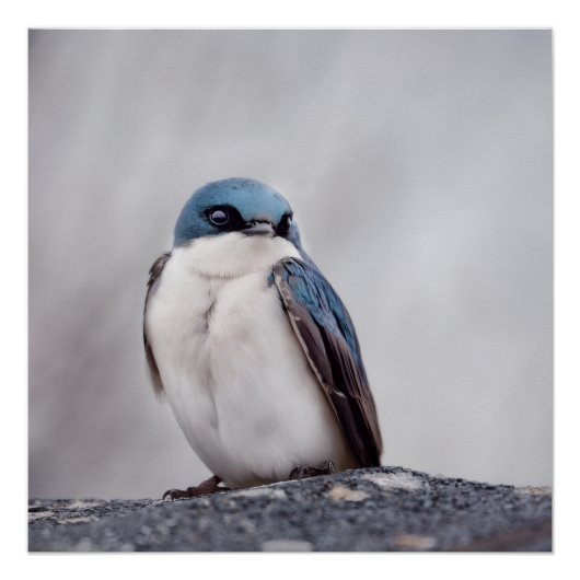 Blauwe Vogel Perfect Poster (Voorkant)