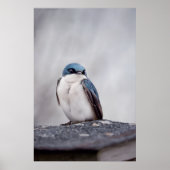 Blauwe Vogel Poster (Voorkant)