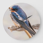 Blauwe vogel, Schuurzwaluw, Canadese fotografie Grote Klok (Voorkant)