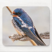 Blauwe vogel, Schuurzwaluw, Canadese fotografie Muismat (Voorkant)