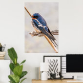 Blauwe vogel, Schuurzwaluw, Canadese fotografie Poster (Thuiskantoor)