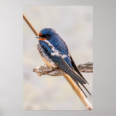 Blauwe vogel, Schuurzwaluw, Canadese fotografie Poster (Voorkant)