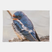 Blauwe vogel, Schuurzwaluw, Canadese fotografie Theedoek (Horizontaal)