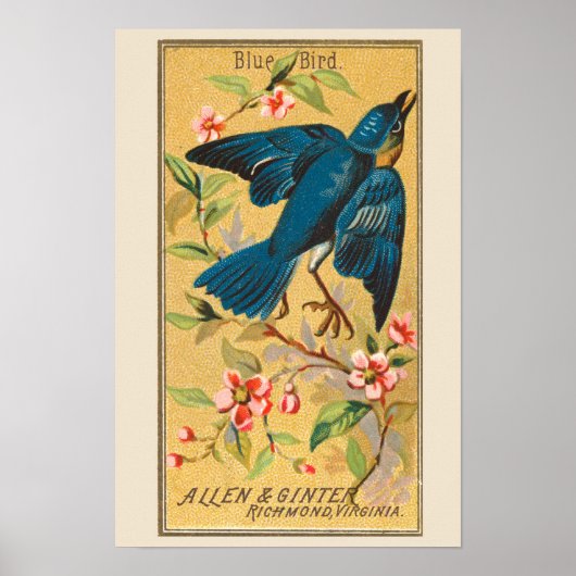 Blauwe Vogel, Set van 8 (2 van 8) Vogelgalerij Muu Poster (Voorkant)