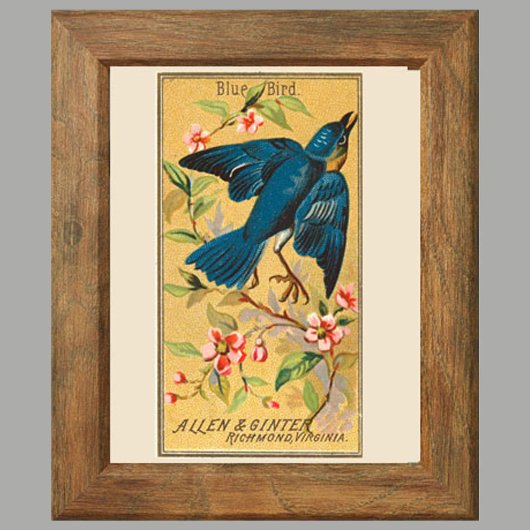 Blauwe Vogel, Set van 8 (2 van 8) Vogelgalerij Muu Poster