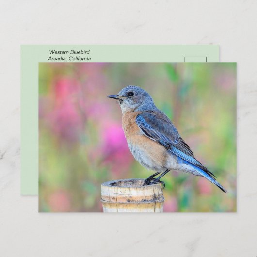 Blauwe vogel tegen een roze en groene achtergrond briefkaart (Voorkant / Achterkant)