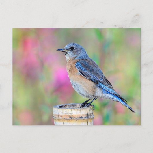 Blauwe vogel tegen een roze en groene achtergrond briefkaart (Voorkant)