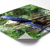 Blauwe vogel van Paradise Poster (Hoek)