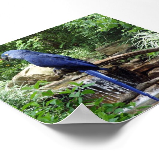 Blauwe vogel van Paradise Poster (Hoek)