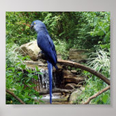 Blauwe vogel van Paradise Poster (Voorkant)