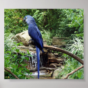 Blauwe vogel van Paradise Poster