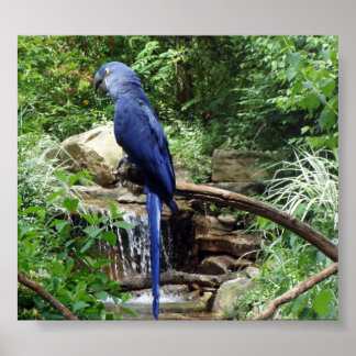 Blauwe vogel van Paradise Poster