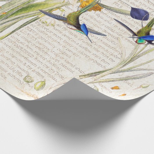 Blauwe vogelpest Daffodil Narcissus Flowers Cadeaupapier (Hoek)