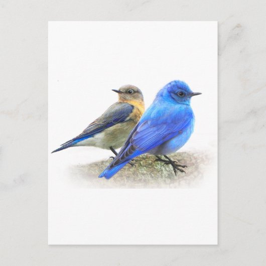 blauwe vogelpest, mannelijke en vrouw-gebergte briefkaart (Voorkant)